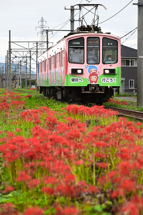 ニコン Nikon Z5 @ review vol.1 ／ 三重 いなべ 蕎麦畑と彼岸花（前編